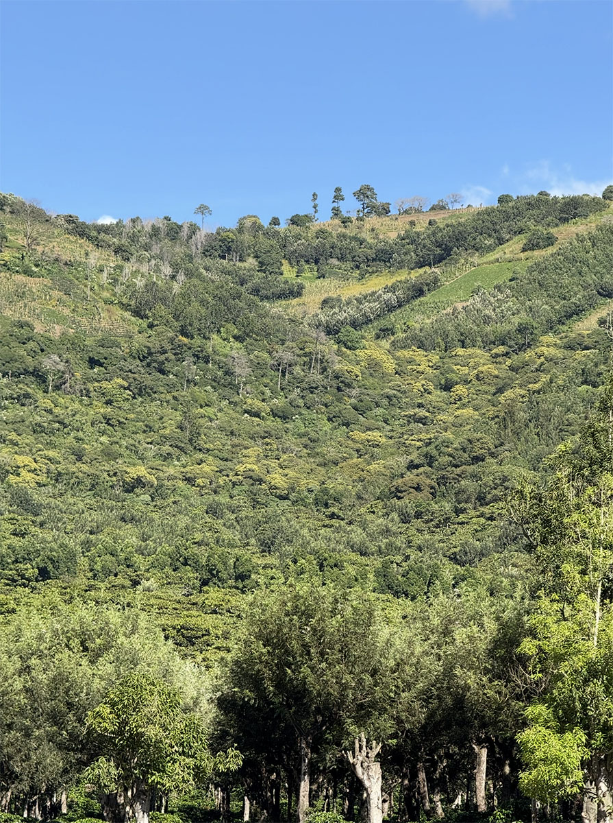 Finca Medina