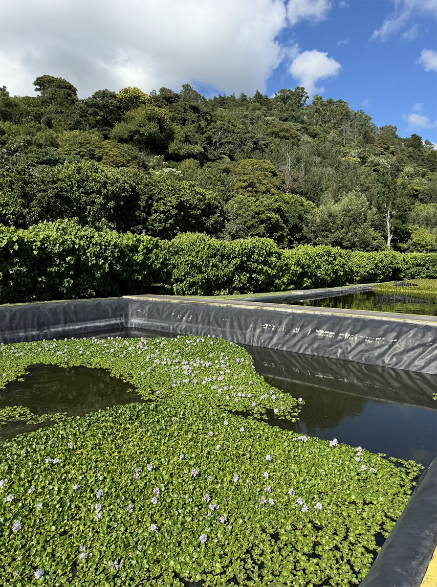 Finca Medina Water Purification